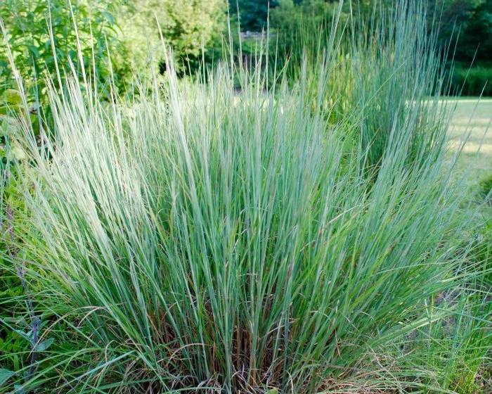14 Embrace Little Bluestem 002.jpg