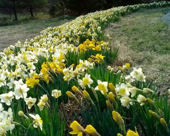 3 Engage Narcissus.jpg