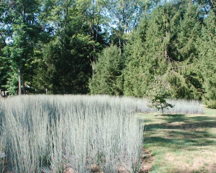 4 Engage Bluestem 1 5x4.jpg