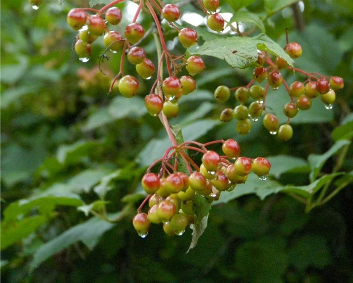 9 Engage Berries.jpg