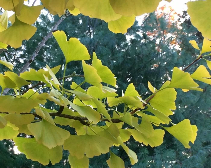 10 Engage Gingko.jpg