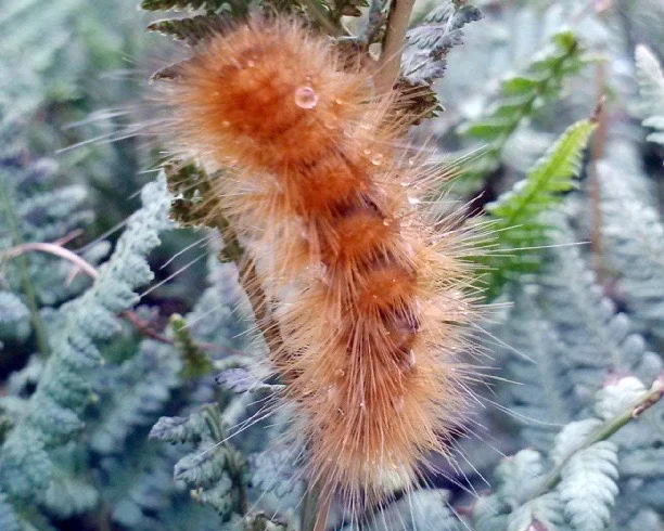 5 Sustain Rare Catepillar.jpg