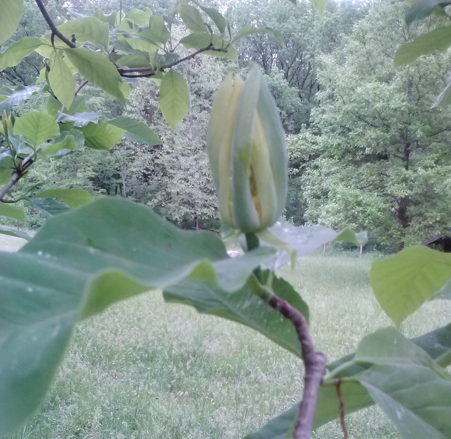 The subtle beauty of Cucumber Magnolia