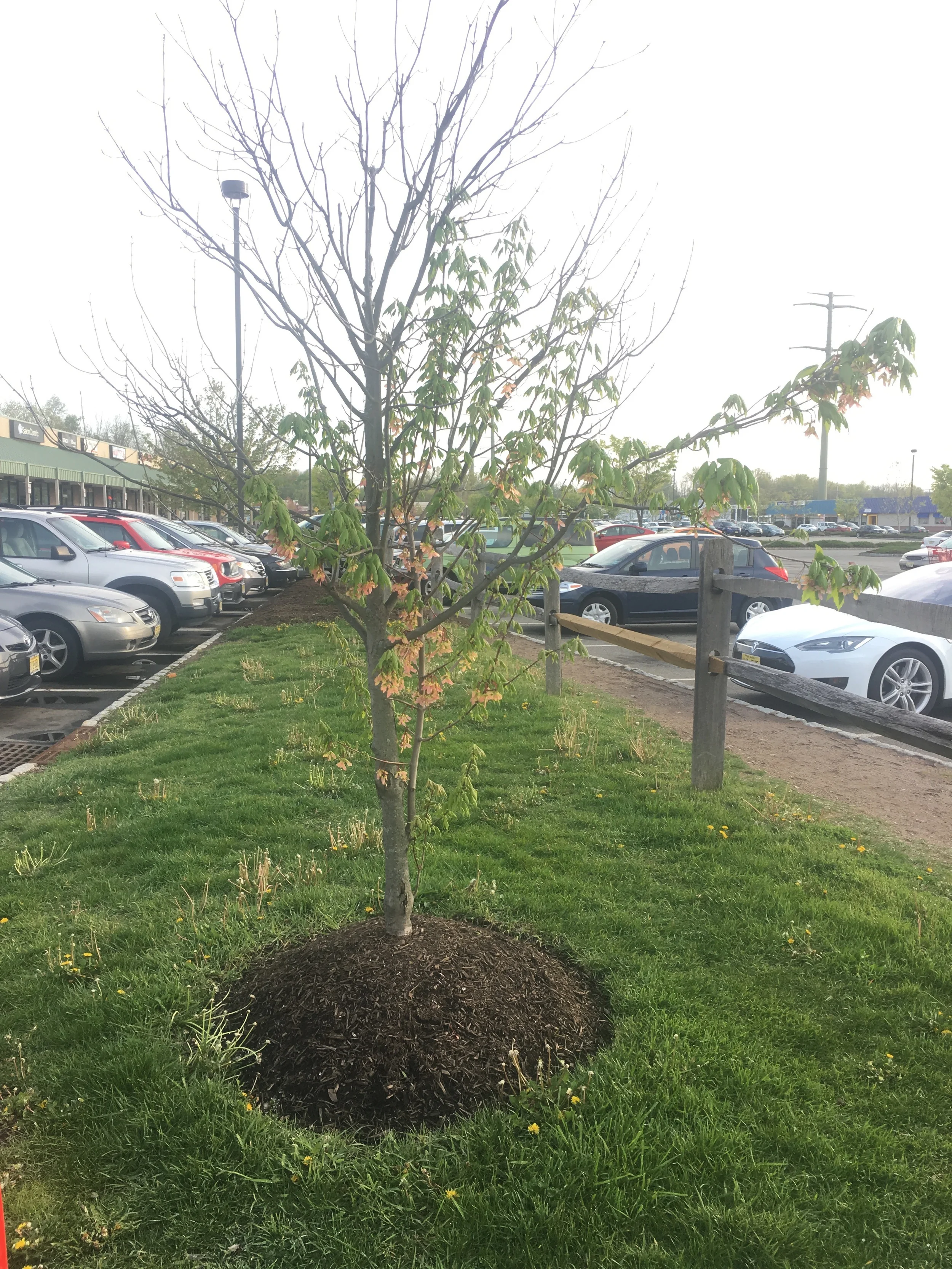 Mulch volcanoes kill trees