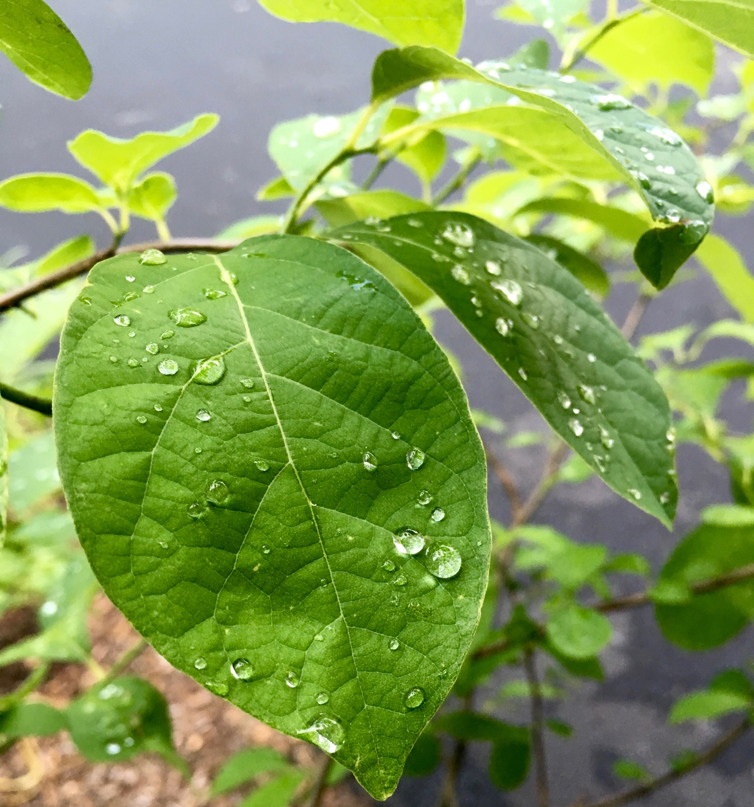 Lindera benzoin or Native Spicebush