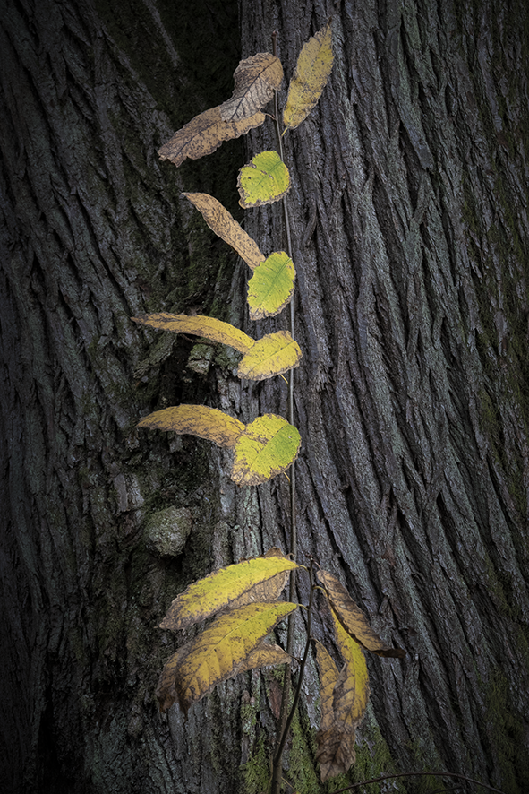 Leaves (4)