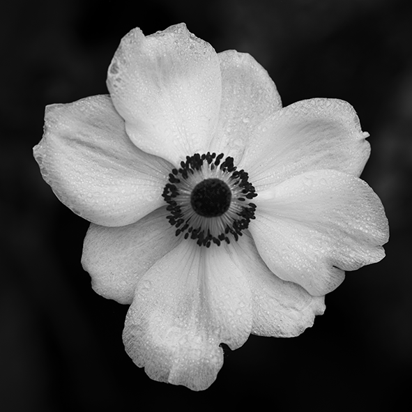 Flower (2)