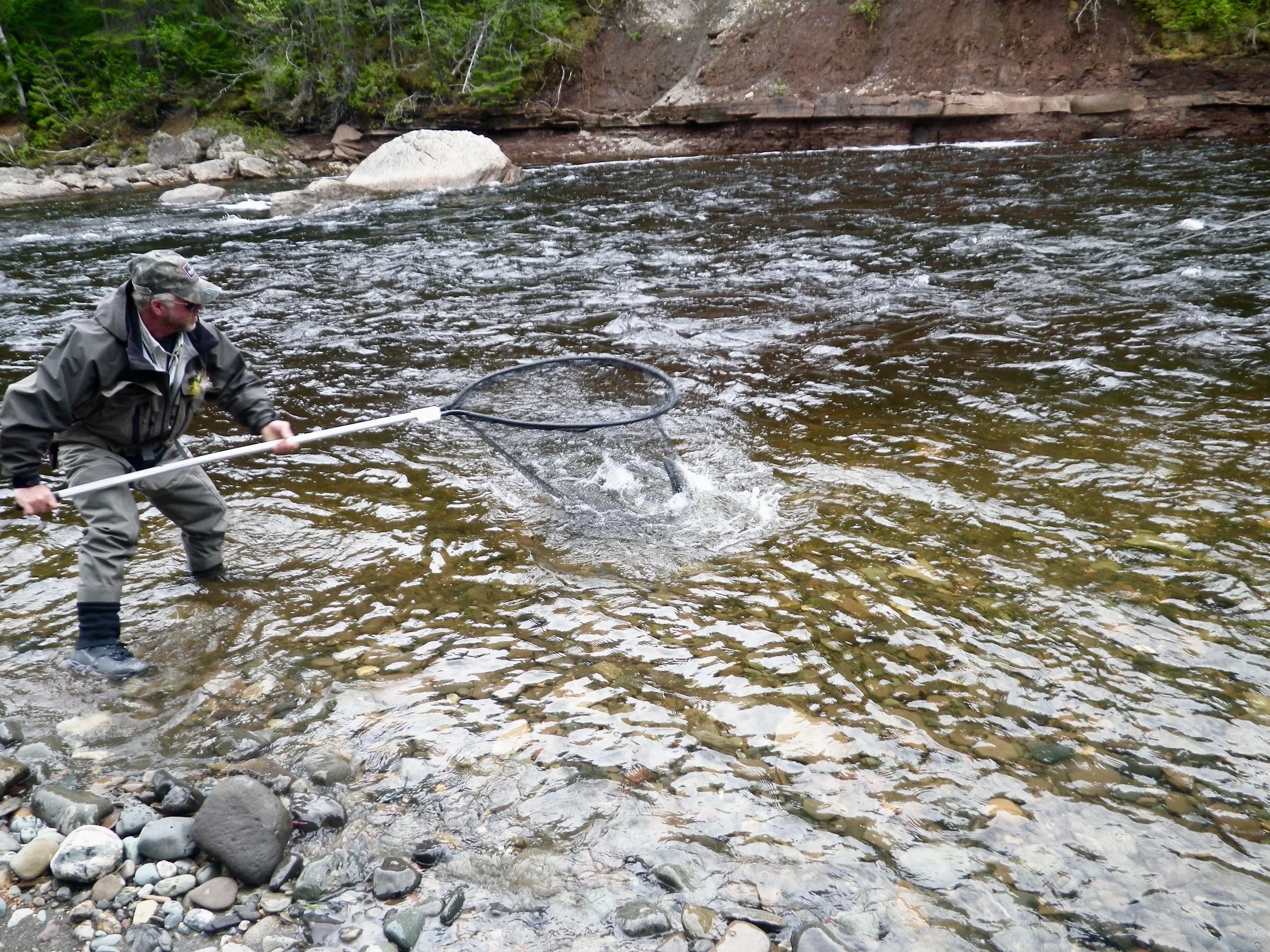 Salmon Lodge guide Larry Dee nets one for his client!