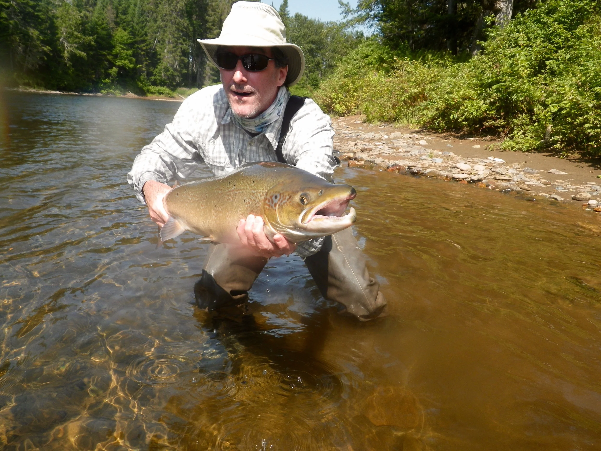 Patrice Vezina, Christine's husband, with his first of 2016 on the Grand Cascapedia. Nice salmon Pat but your wife's was bigger!!!