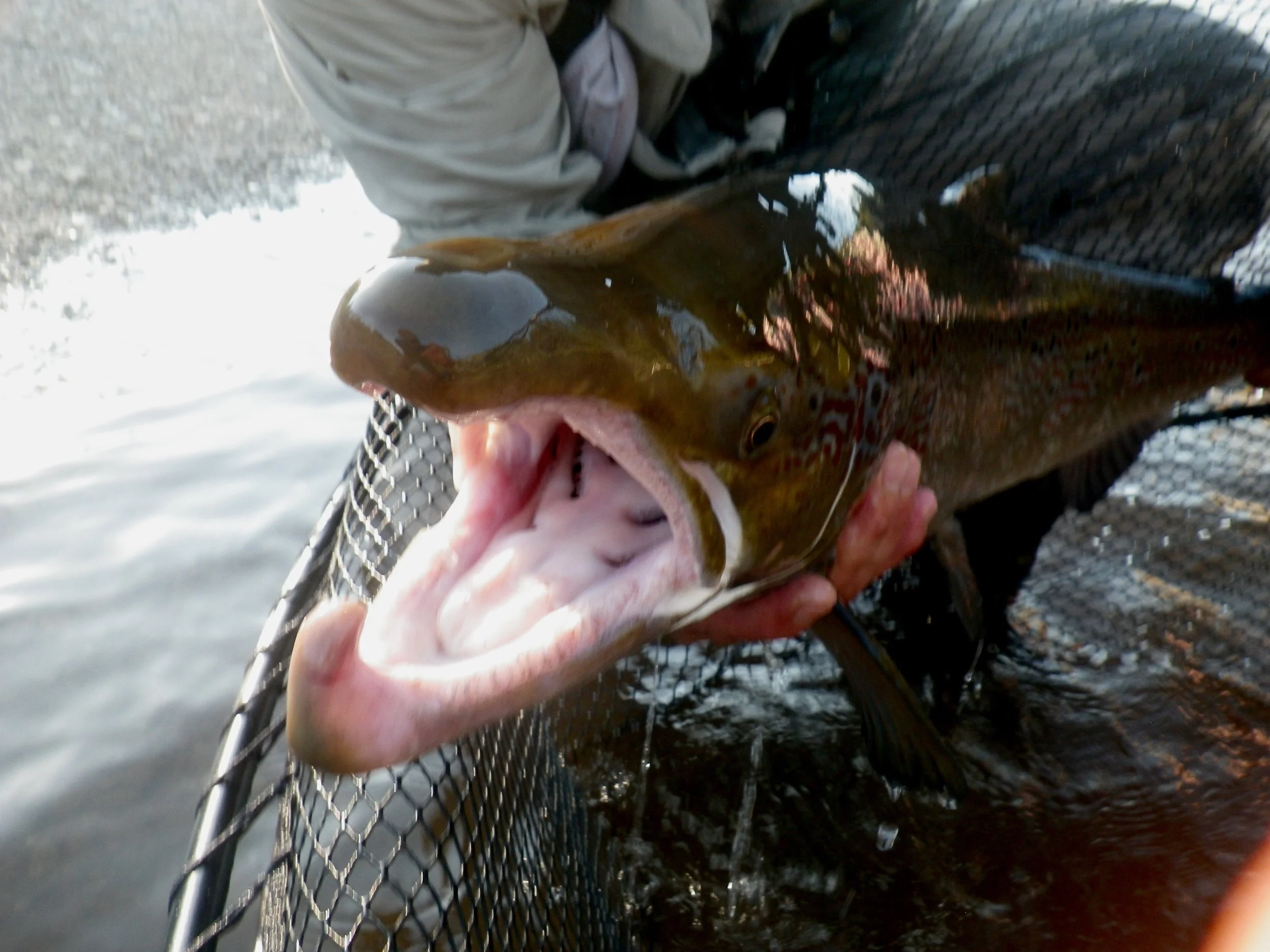 Ever wonder what a "dry fly" feels like! 