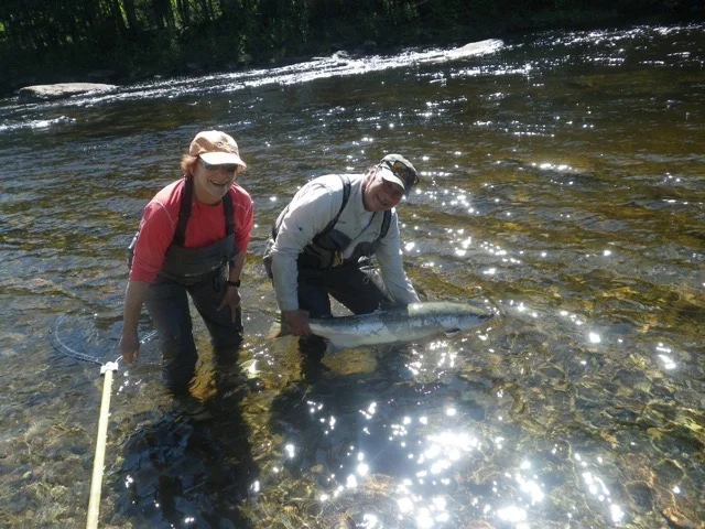 Harriette Beckerman and Salmon Lodge Guide Clement Bernier release a big salmon back to the Grand, Nice one Harriette!