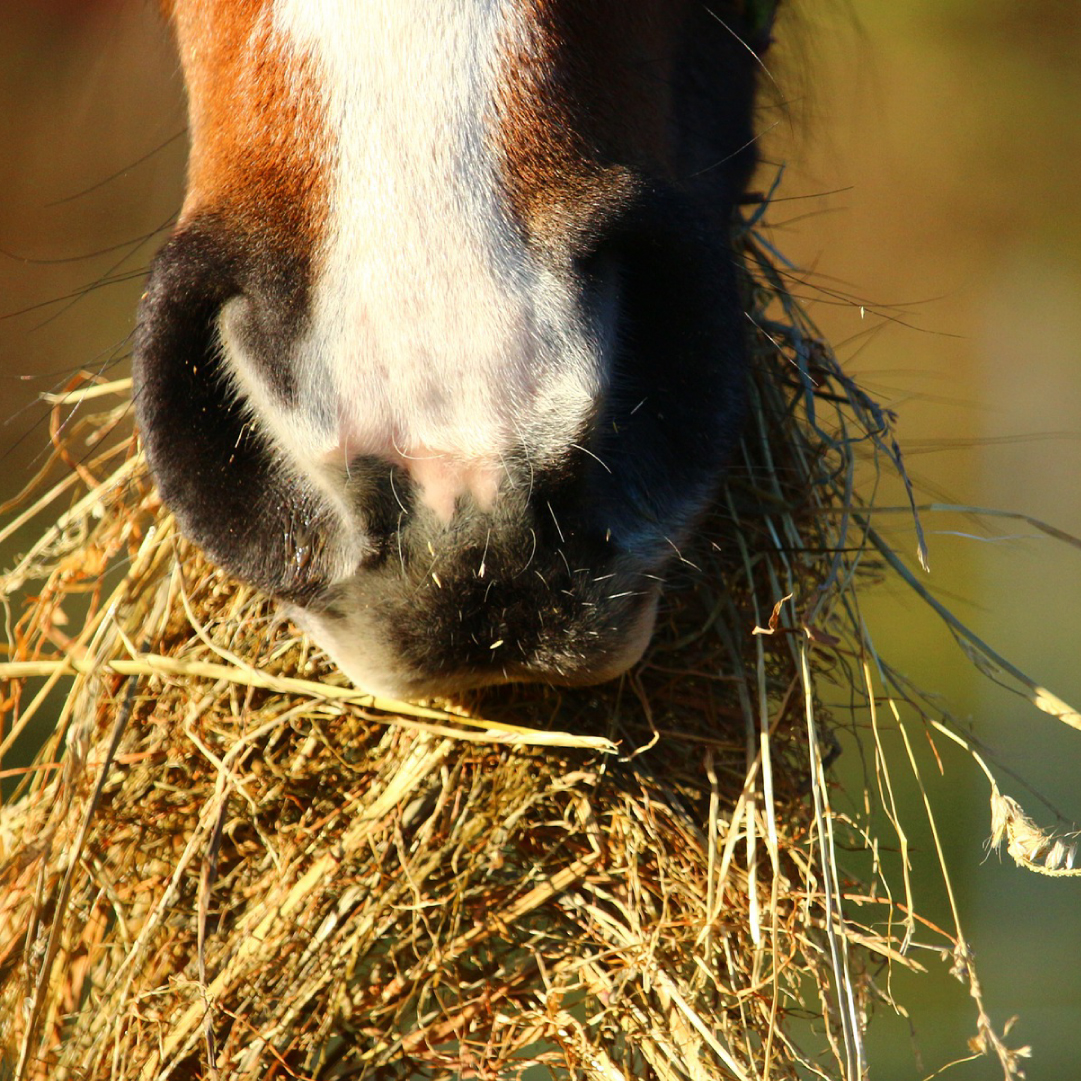 MicroDonations-Images_Hay 2 copy.jpg
