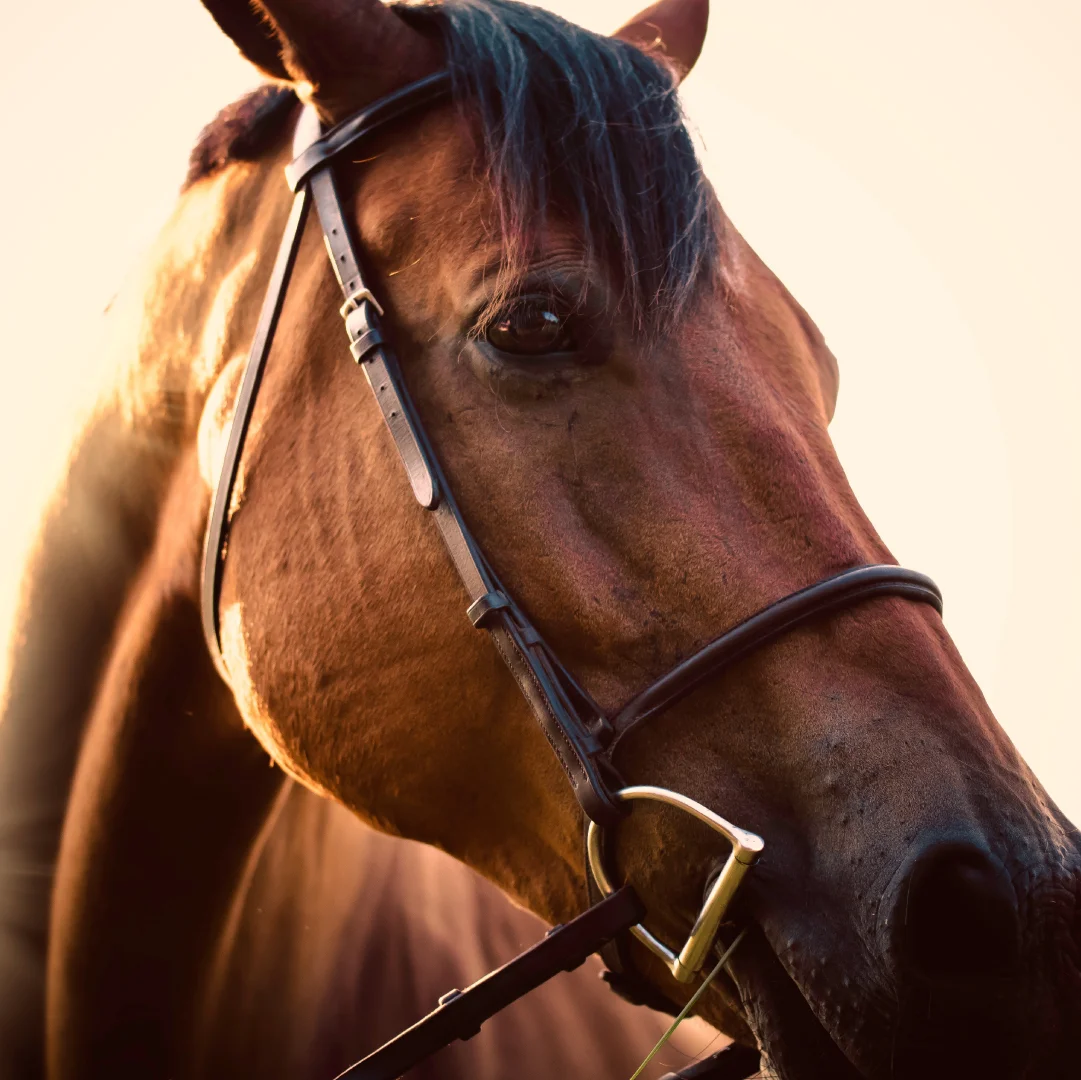 MicroDonations-Images_Horse .jpg