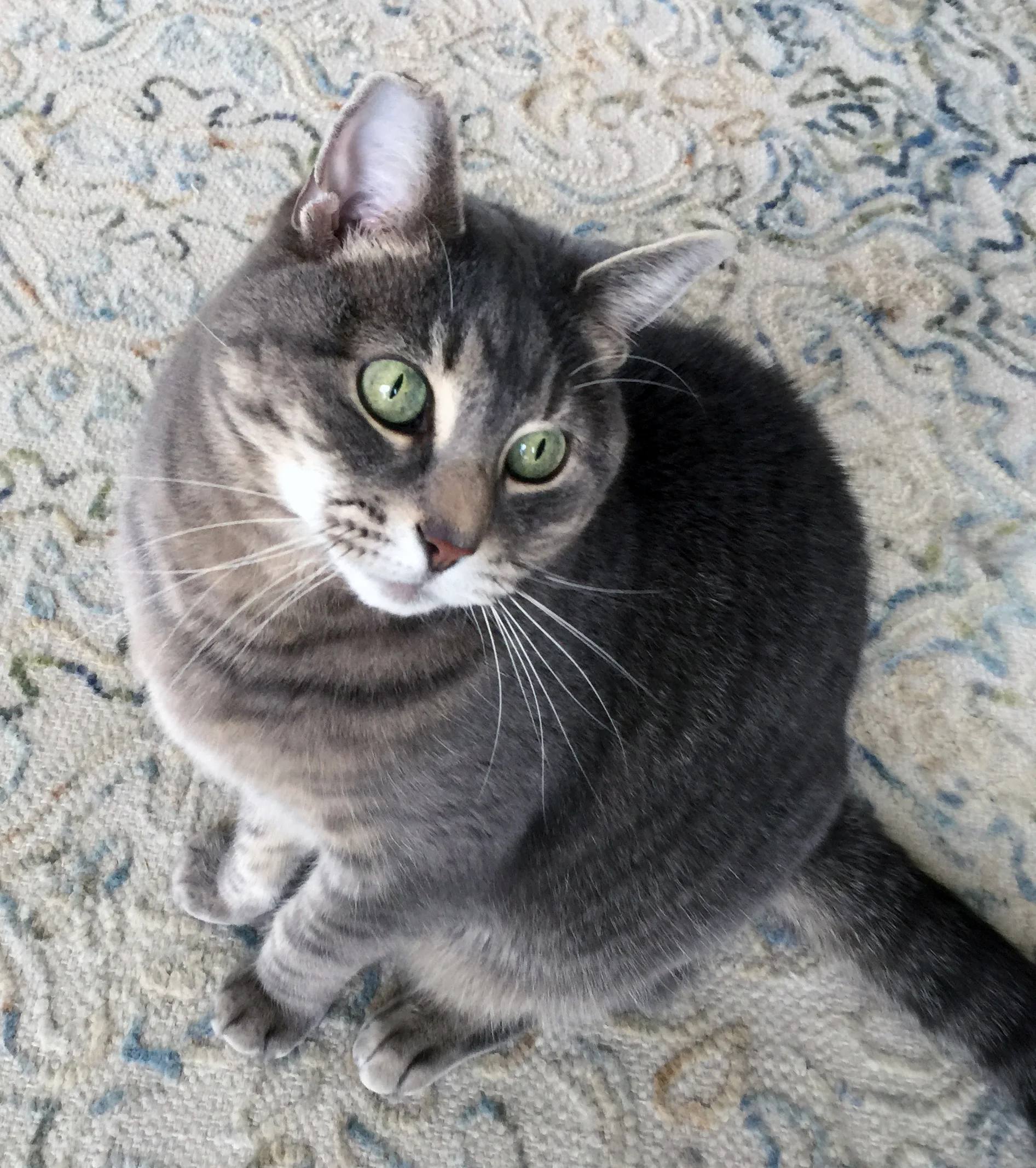 kitty on gray rug.jpg