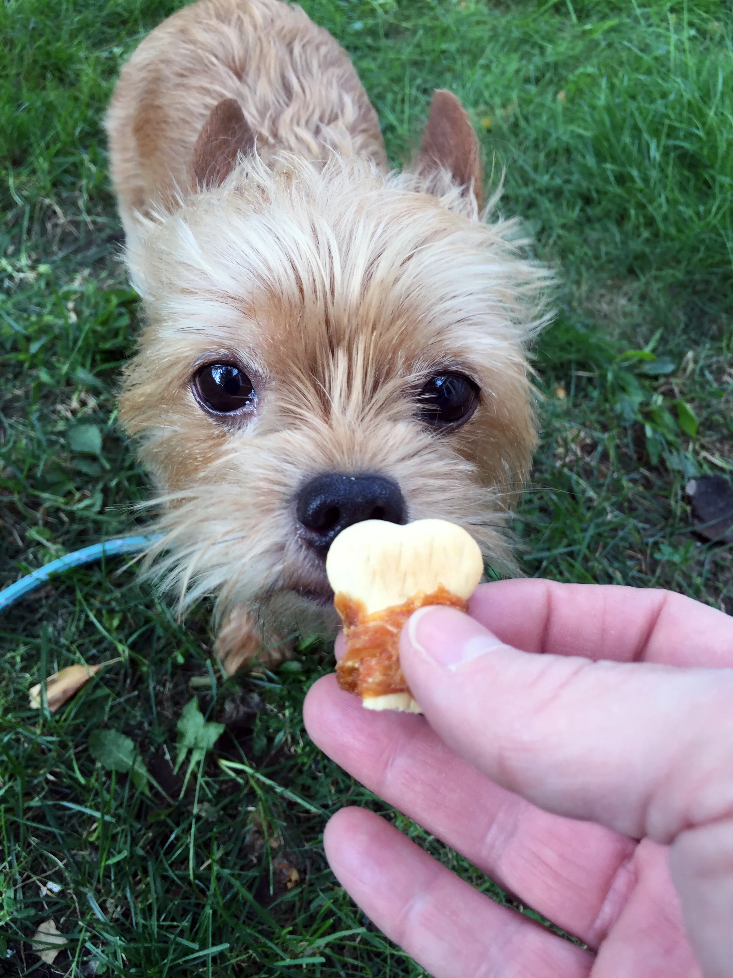 Little Dog with Treat.jpg
