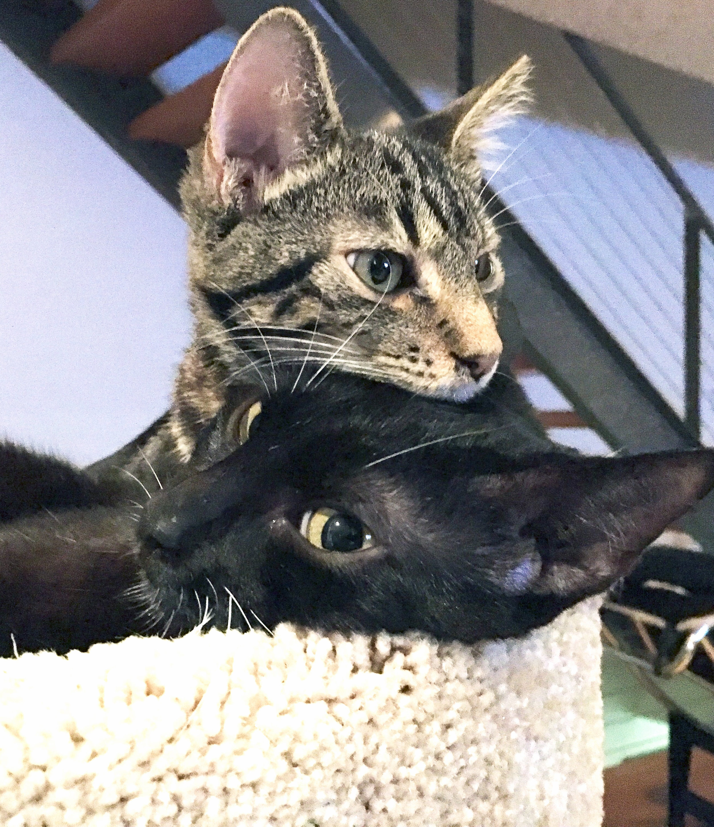 Two Kitty Sleeping.jpg
