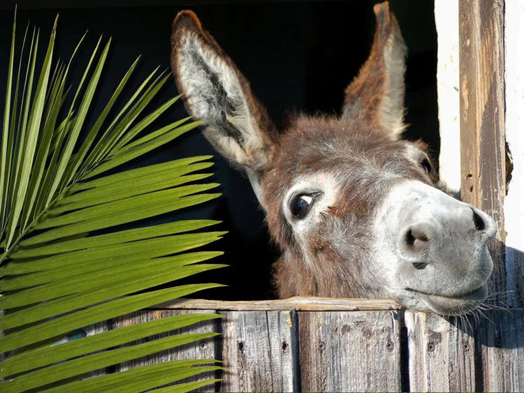 Holy Week Tour & Palm Weaving/Church Decorations