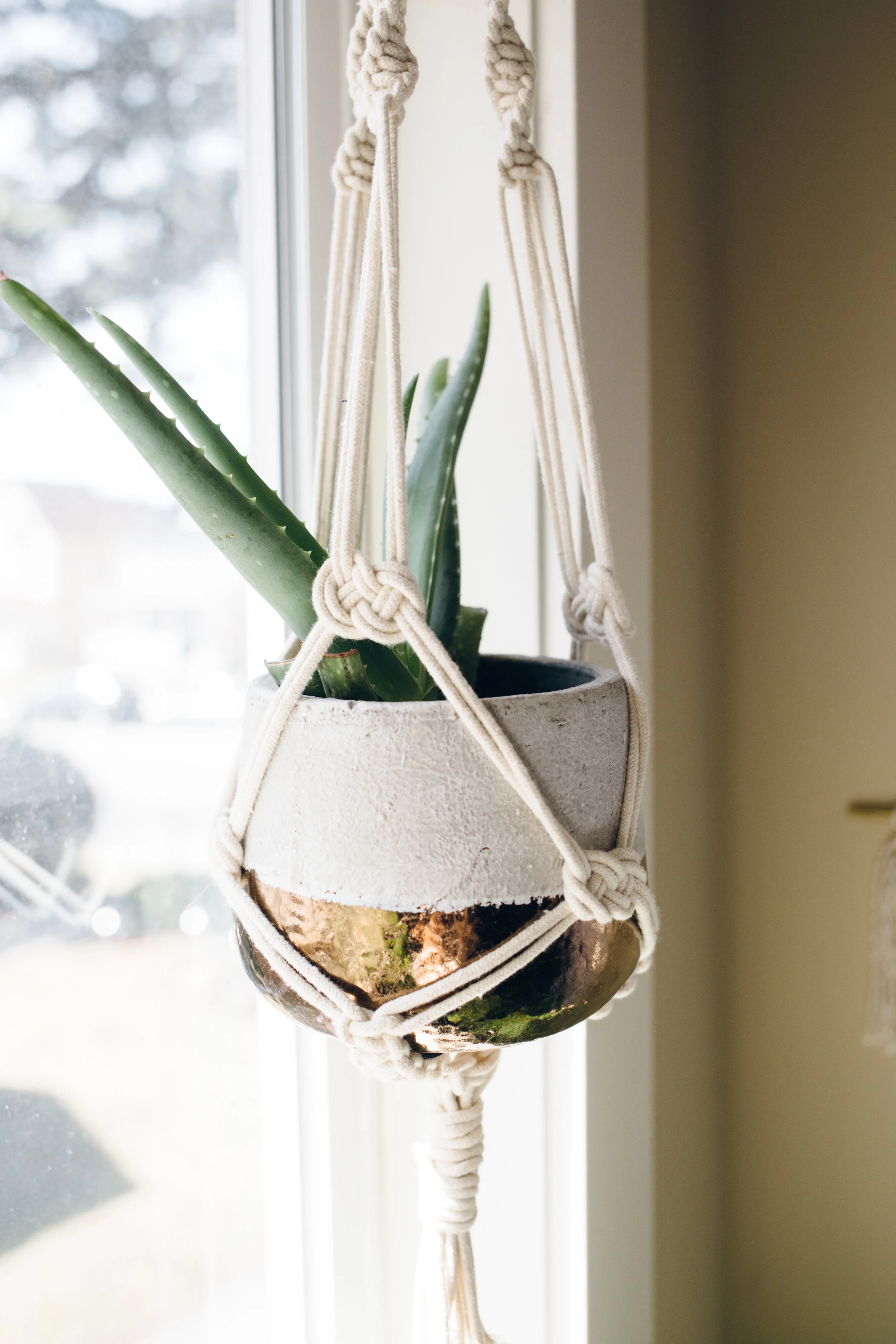Knot_Ivy-5610.jpg