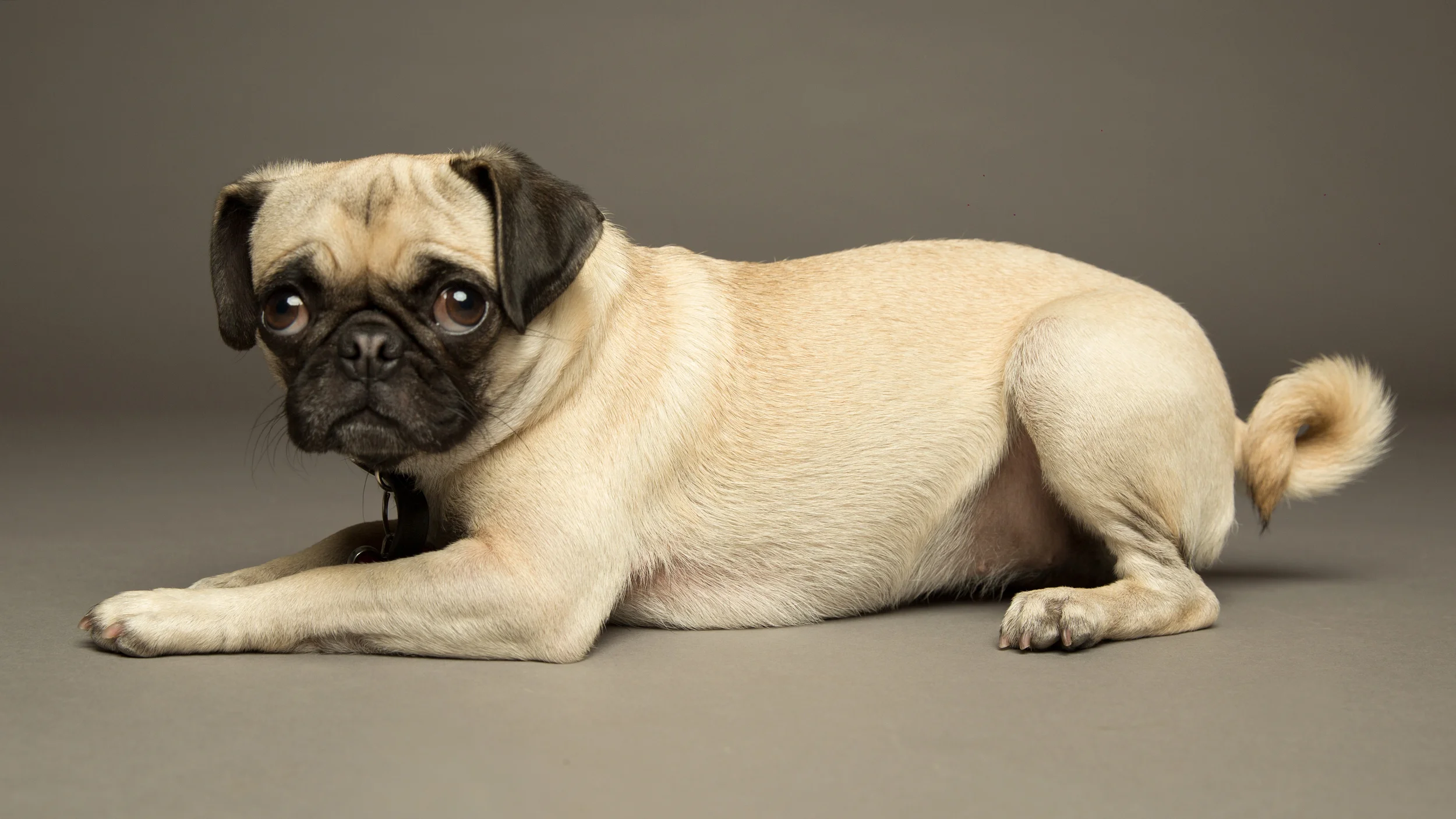 Pug