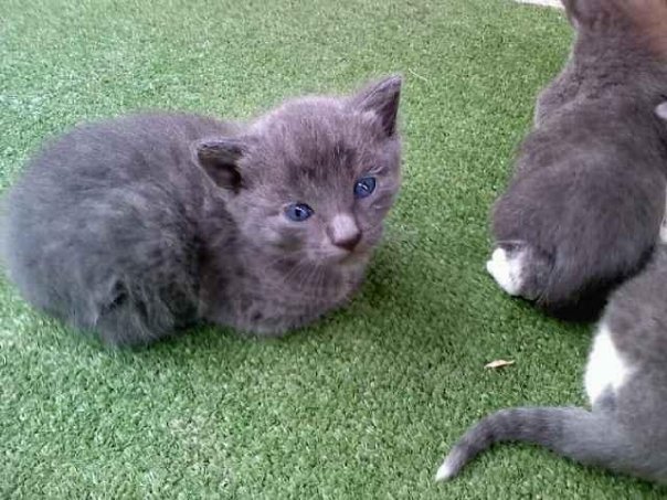 blueeyecat.jpg
