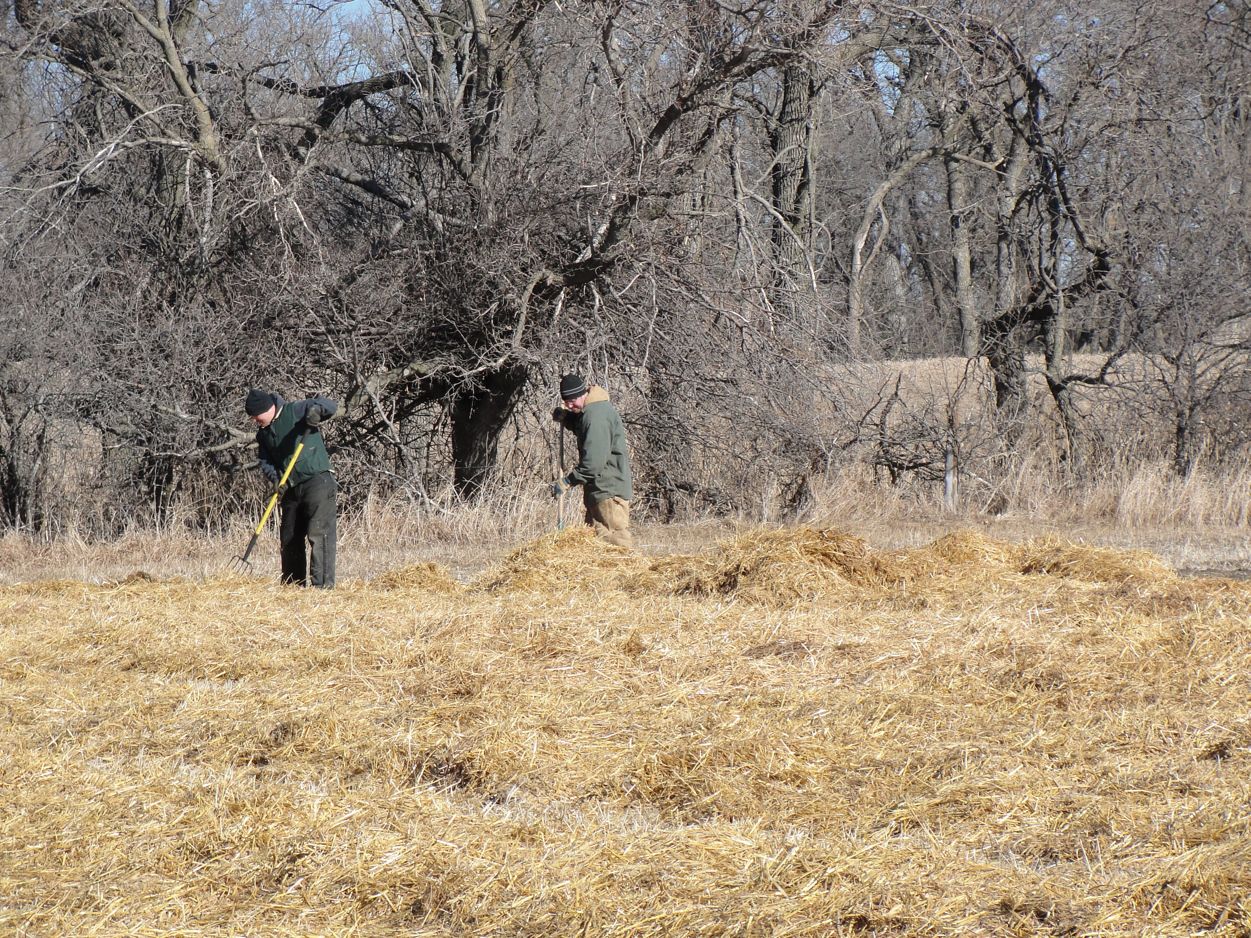 Mulching garlic with native prairie grass hay.