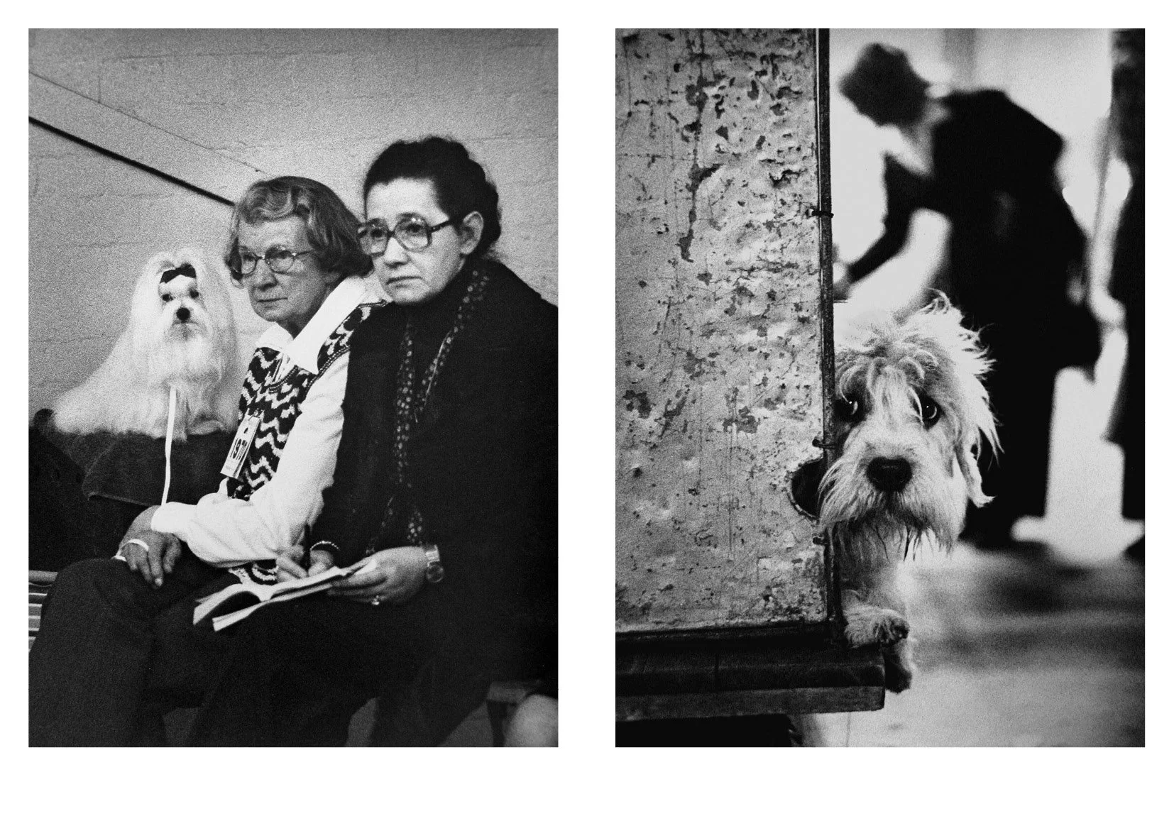 Sonya Newell-Smith Dog People Crufts c1970 web120013.jpg