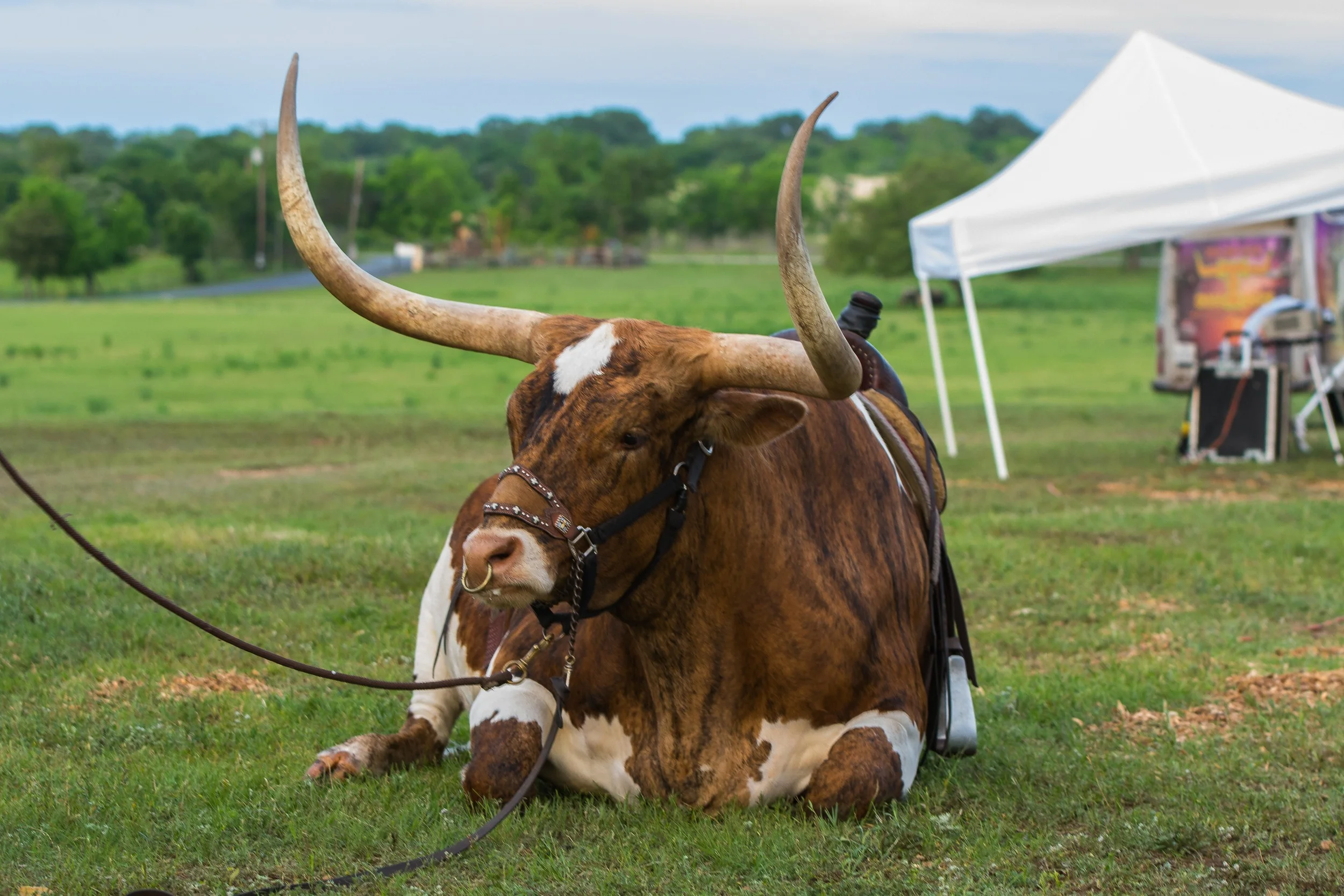 Wild Onion Ranch longhorn
