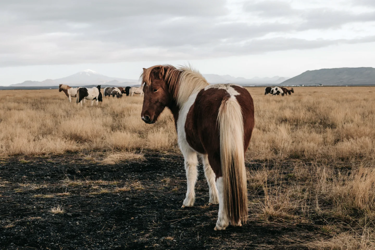 Iceland-35.jpg