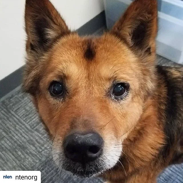 The best part of being a grown-up means eating chocolate for breakfast and taking your dog to the office when you want! 🐕

#Repost @ntenorg
&bull; &bull; &bull; &bull; &bull;
It&rsquo;s a doggone great day at NTEN HQ, &lsquo;cause @sonyminnn brought