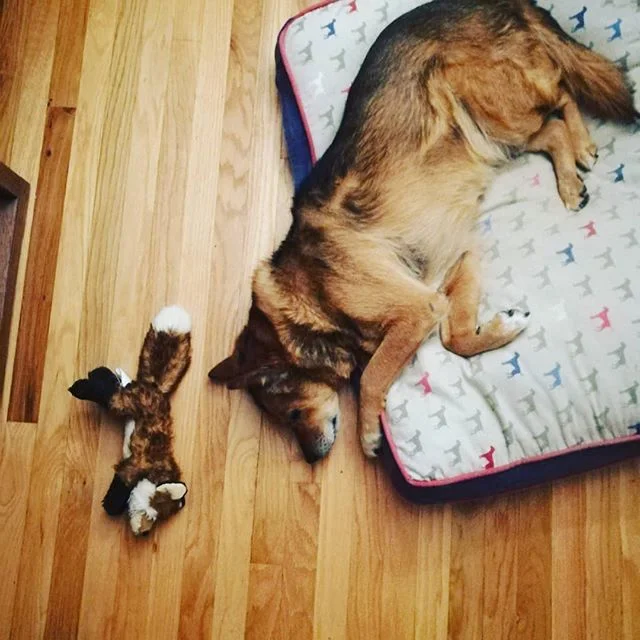 Will the real Tae please stand up? #Twinning #puppylove