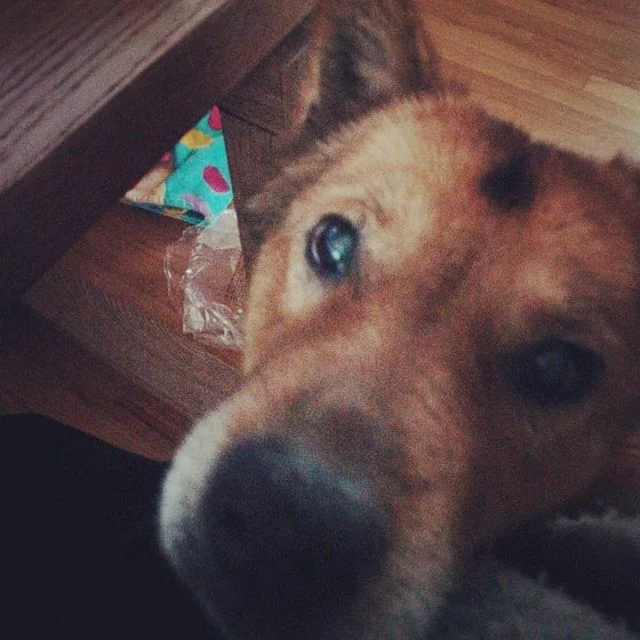 Tae just wants to make sure everything's ok! He's been much more needy I thought today, but maybe he can sense it's me who needs him! #puppydogeyes 🐶