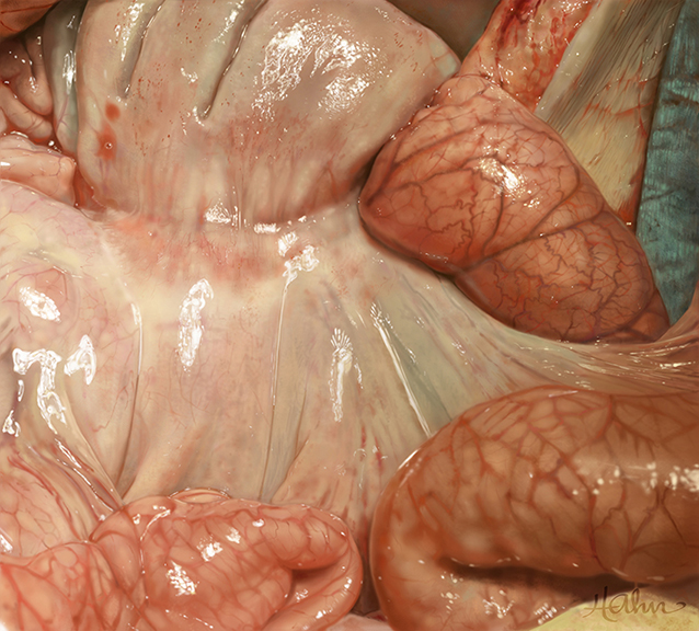 Pig Mesentery Tissue painting