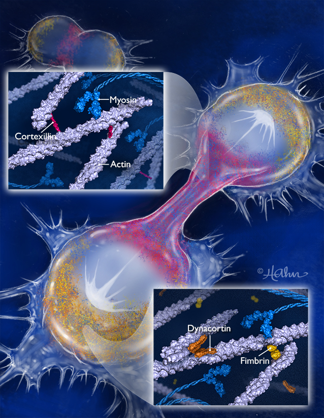 Interactions between cytoskeletal proteins