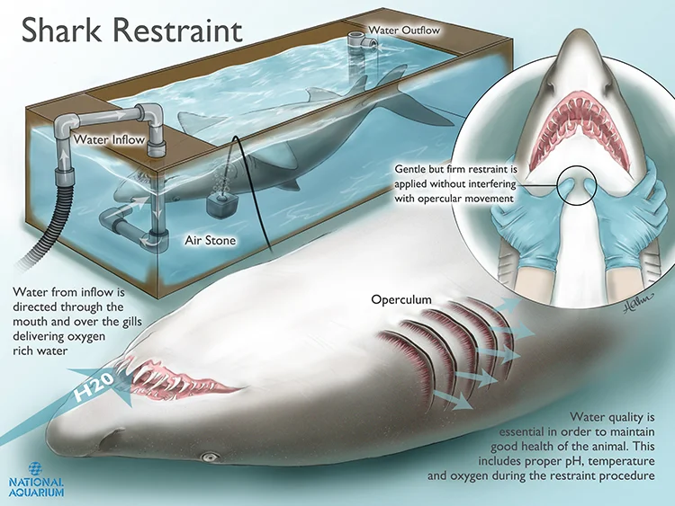 Shark Restraint Procedure
