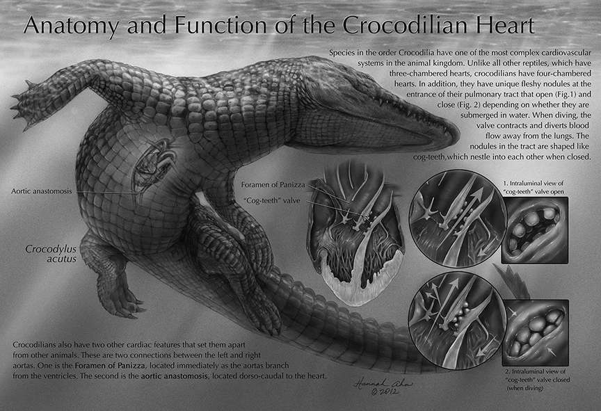 Anatomy and Function of the Crocodilian Heart