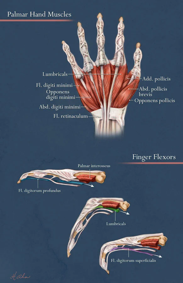 Palmer Hand muscles