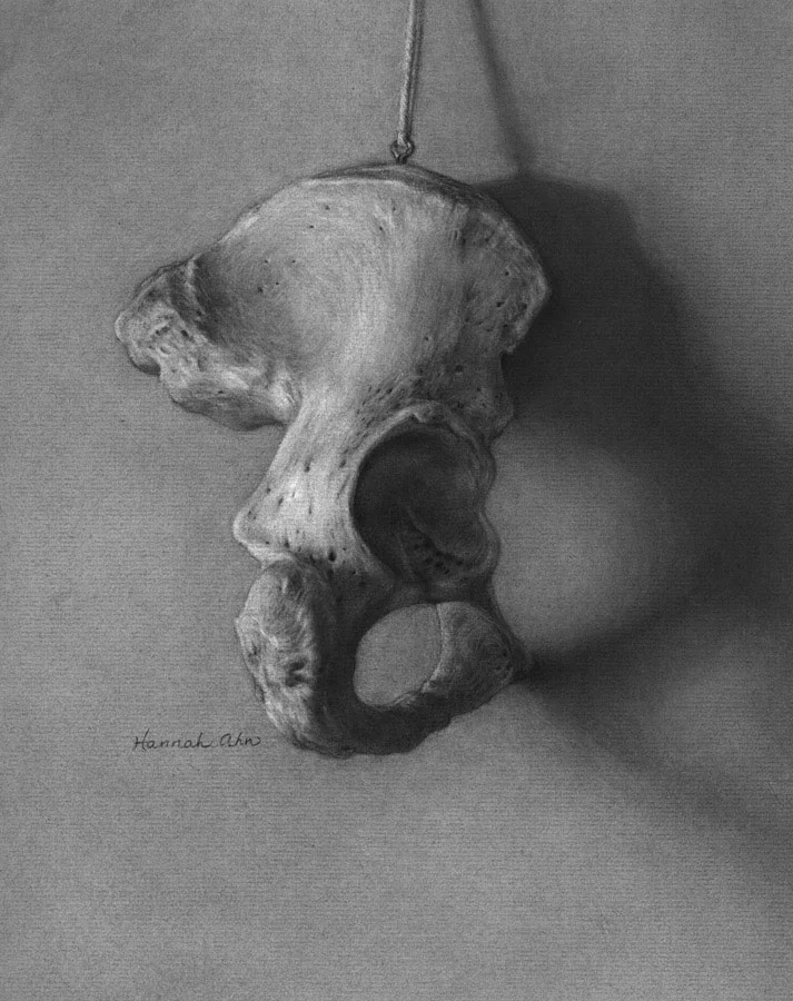 innominate bone