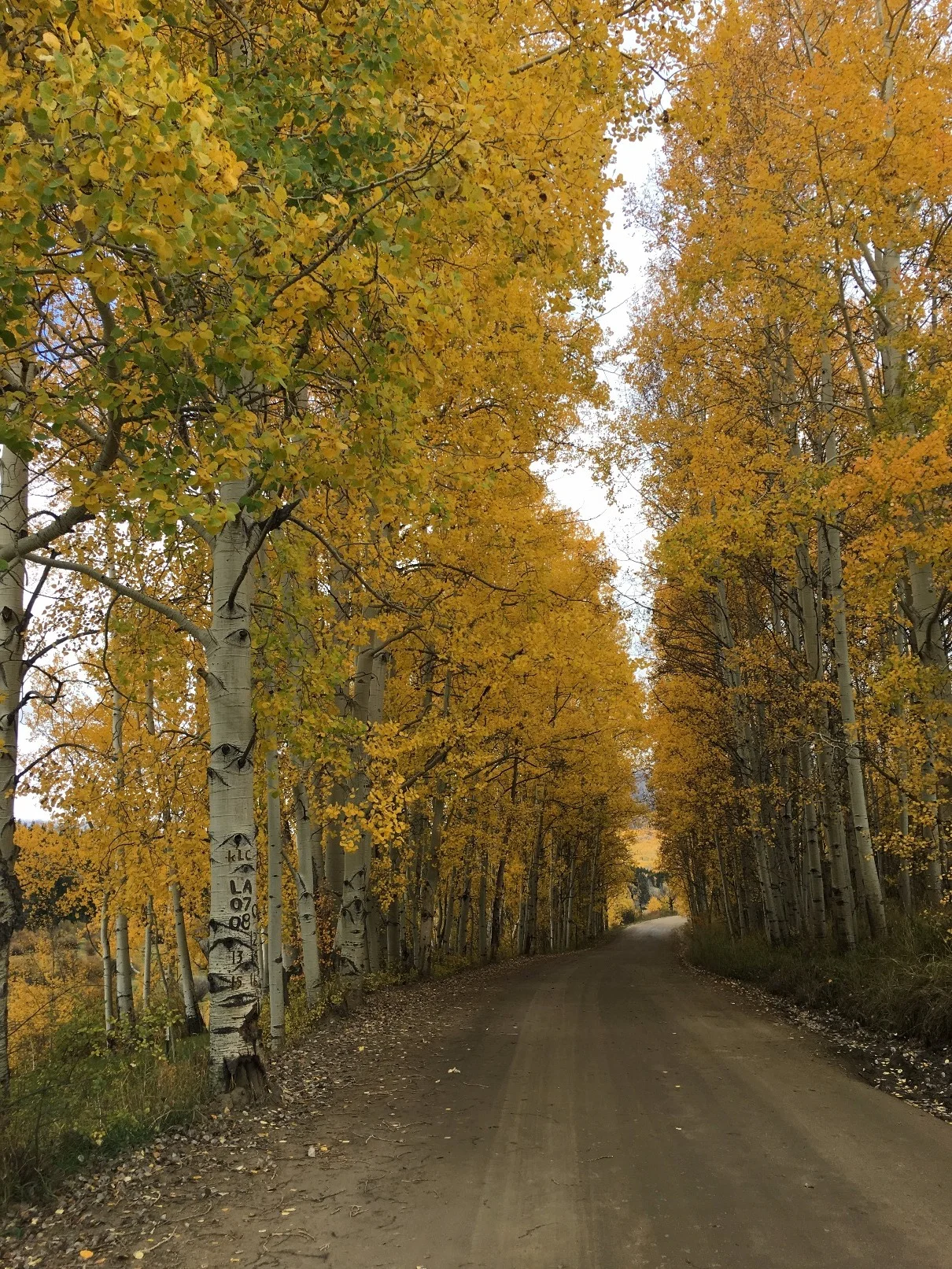 Driving Gunnison County Road 730 to Ohio Pass. This hidden gem is Not as crowded as nearby kebler pass.