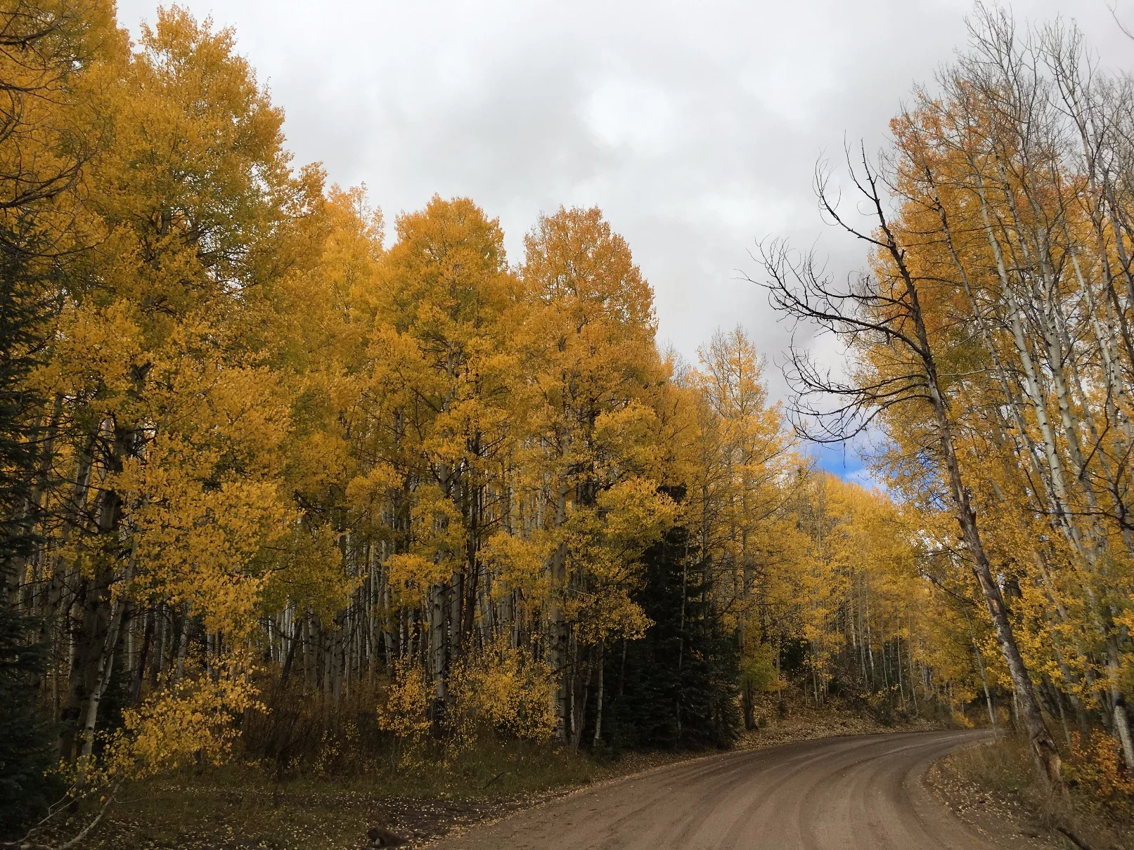 Fall on kebler pass