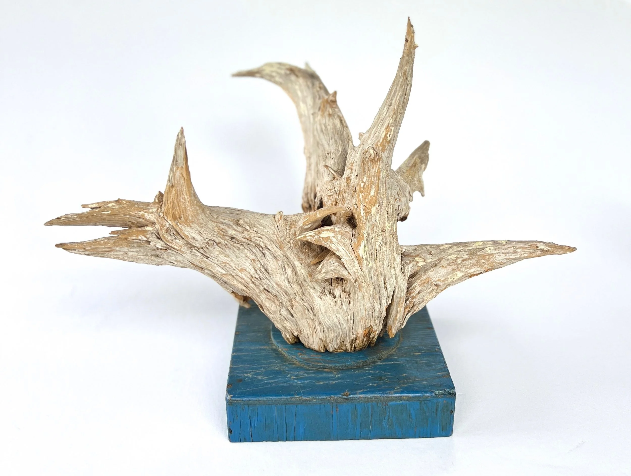 The Tree Root
