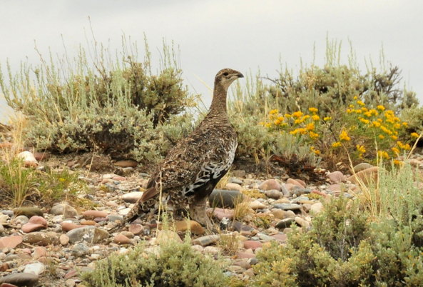 Sage Grouse- Photo by Tom Koerner.