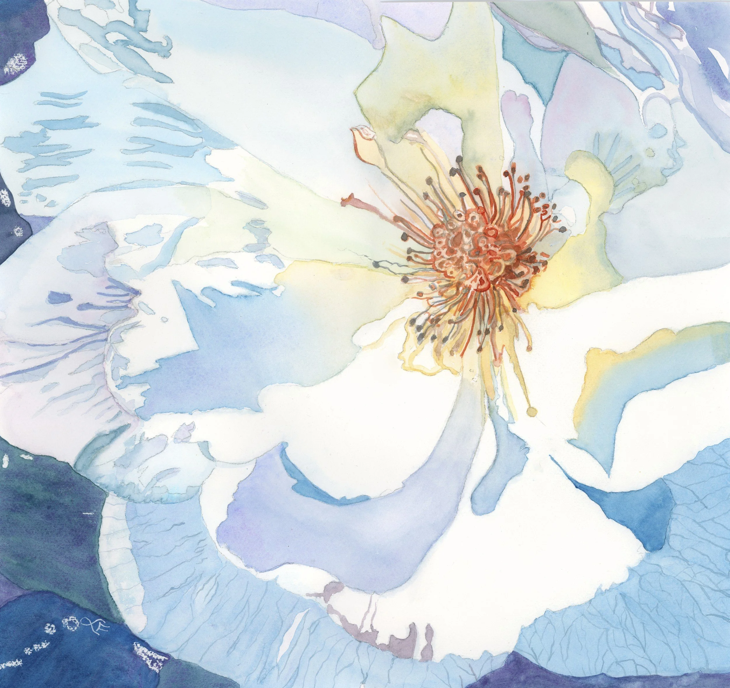Frisbie, Wild Rose, Watercolor (2) - Laura Frisbie.jpg