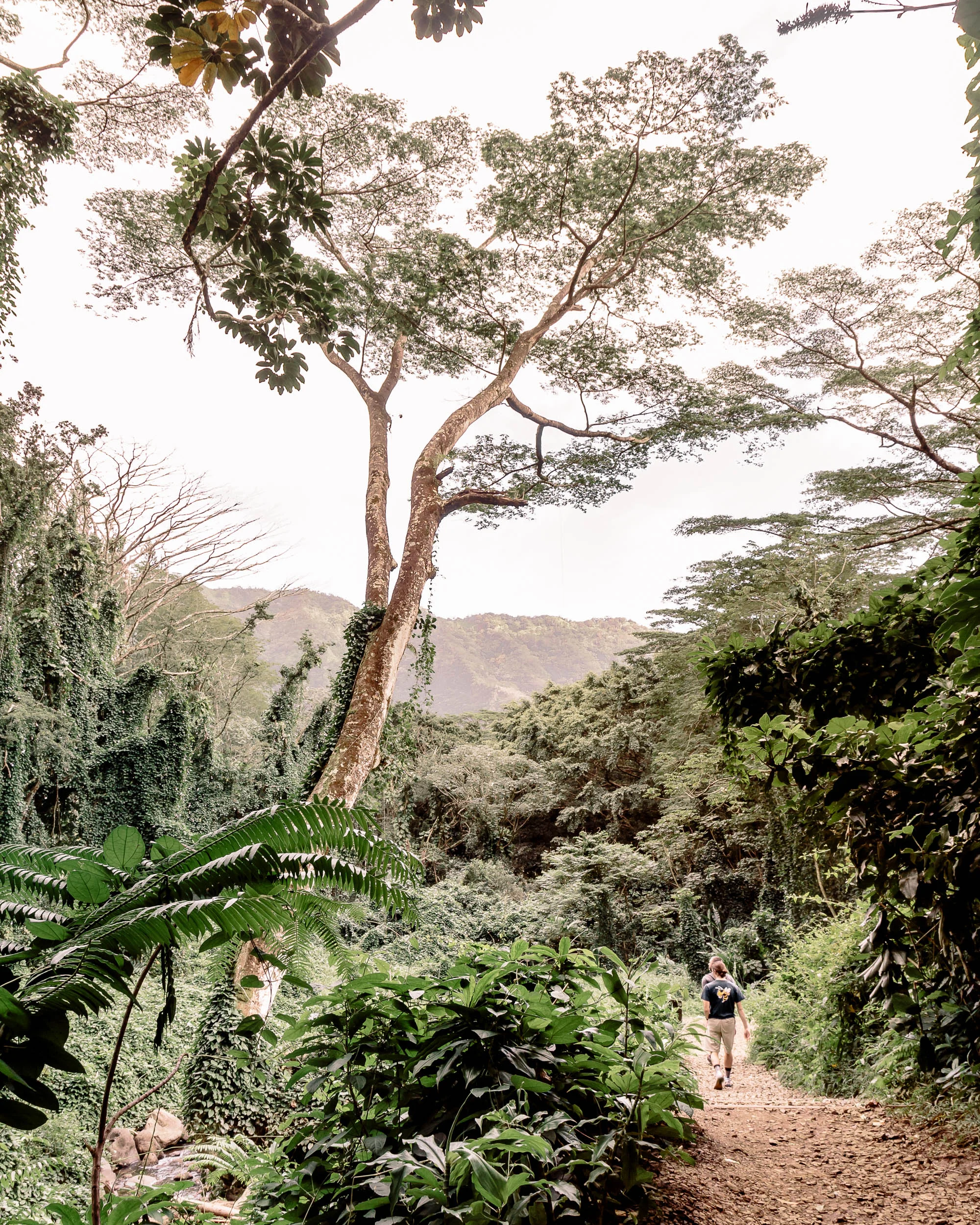 Manoa Falls Hiking Trail | Oahu Hawaii