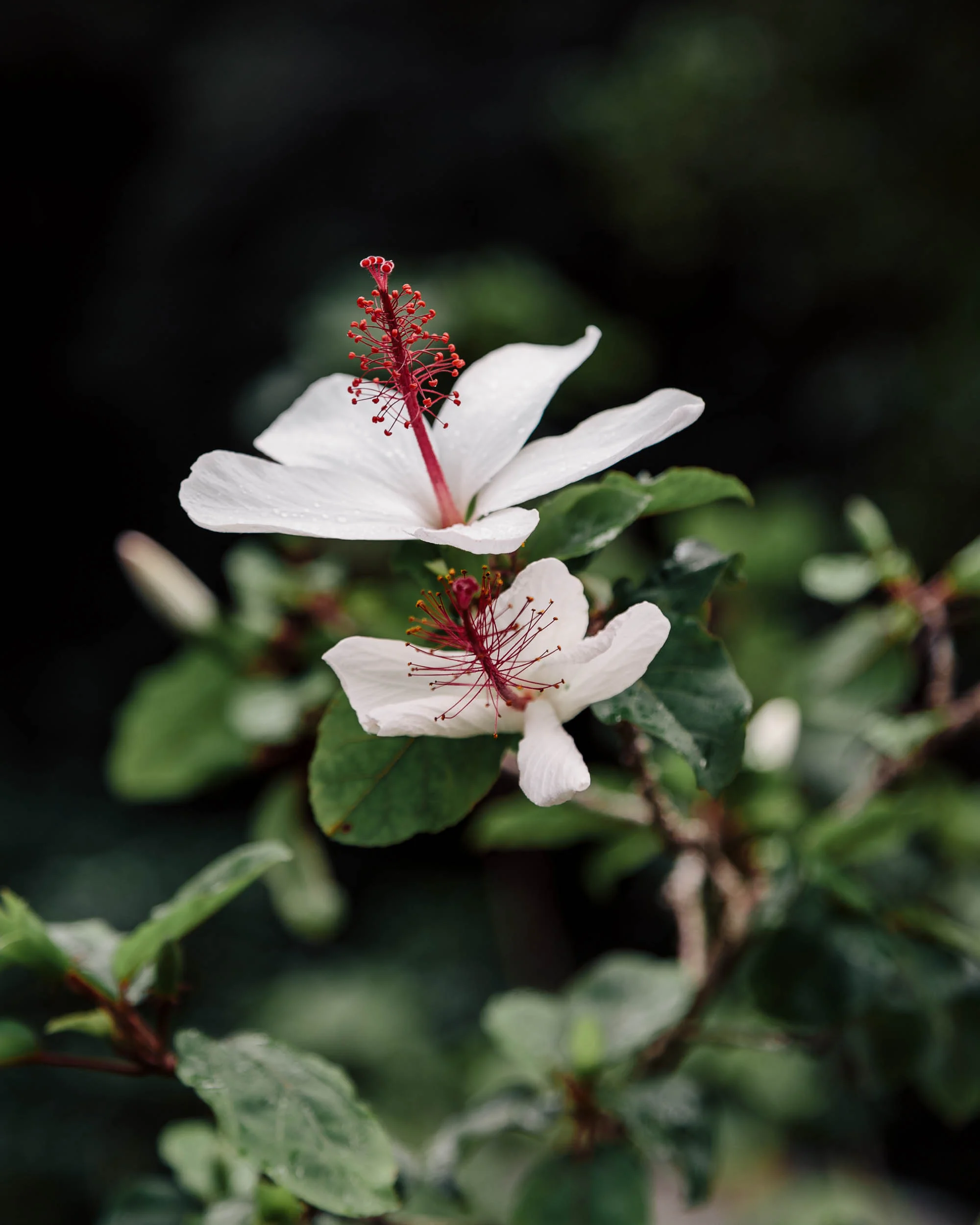 Waimea Valley Botanical Gardens Hibiscus | North Shore Oahu