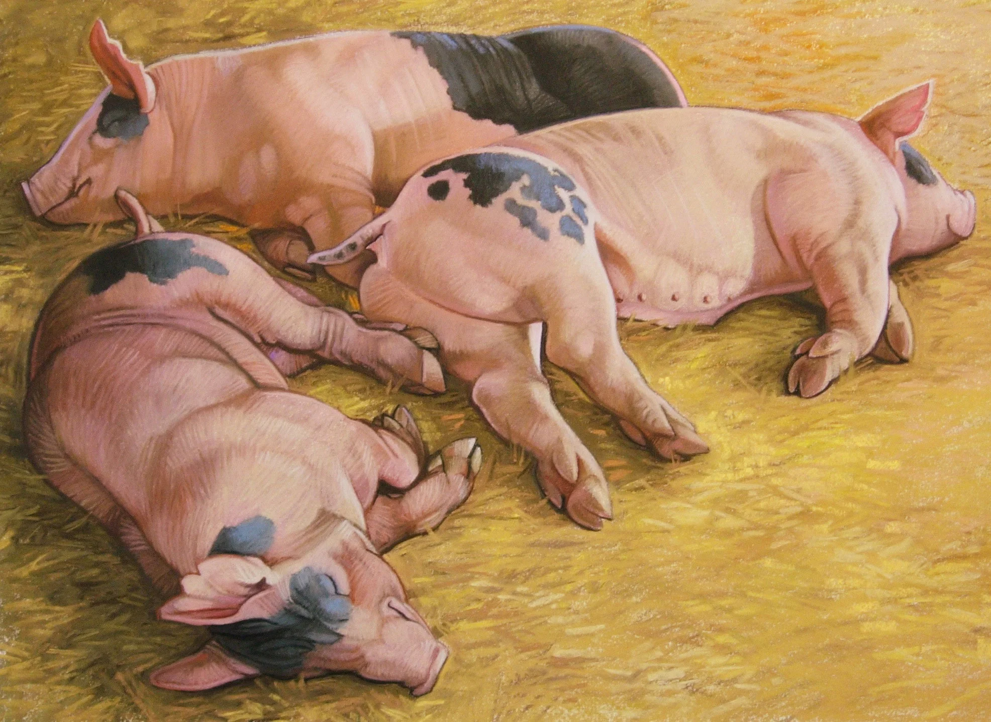 Three Pigs, Asleep Oil pastel on paper 22 x 28 • SOLD $600