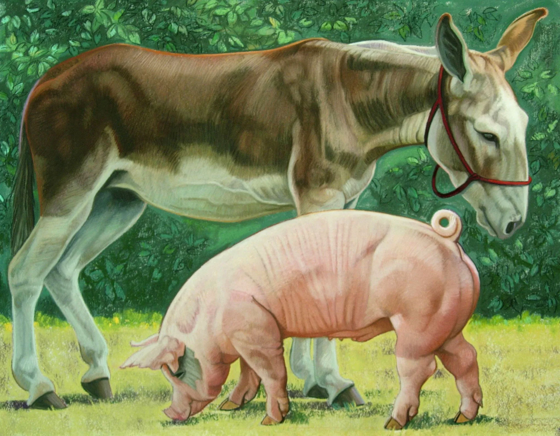 Donkey and Pig Oil pastel on paper 24 x 30 $800