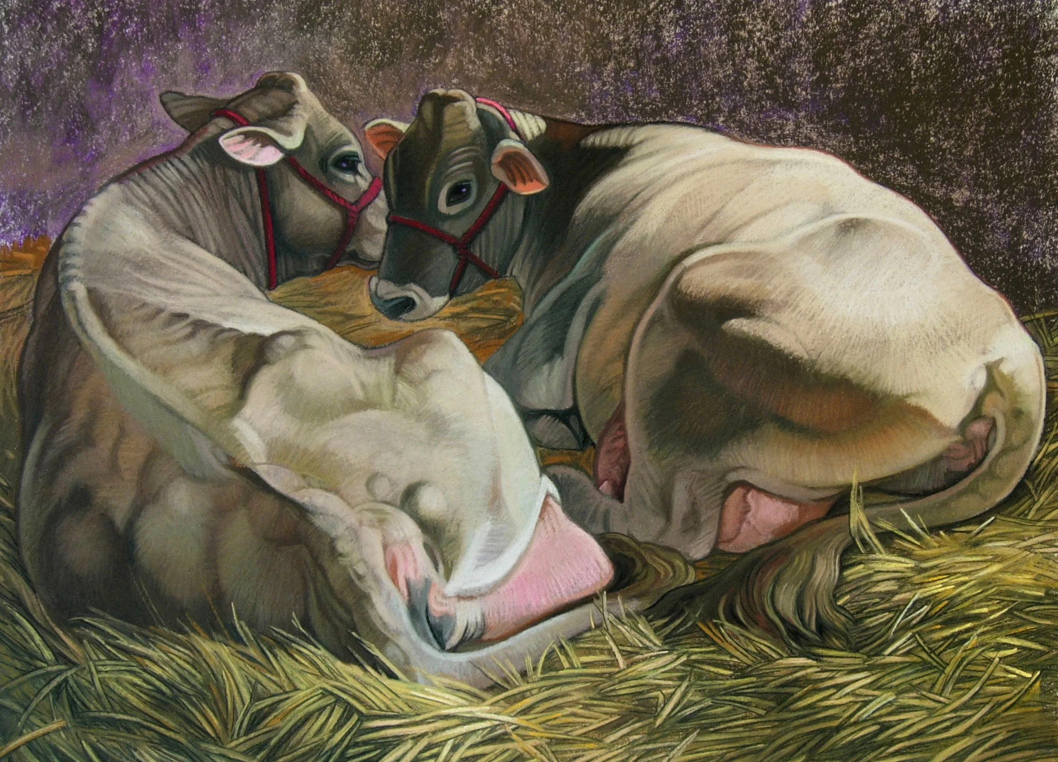 Two Dairy Cows Bedded Down Oil pastel on paper 22 x 28 $600