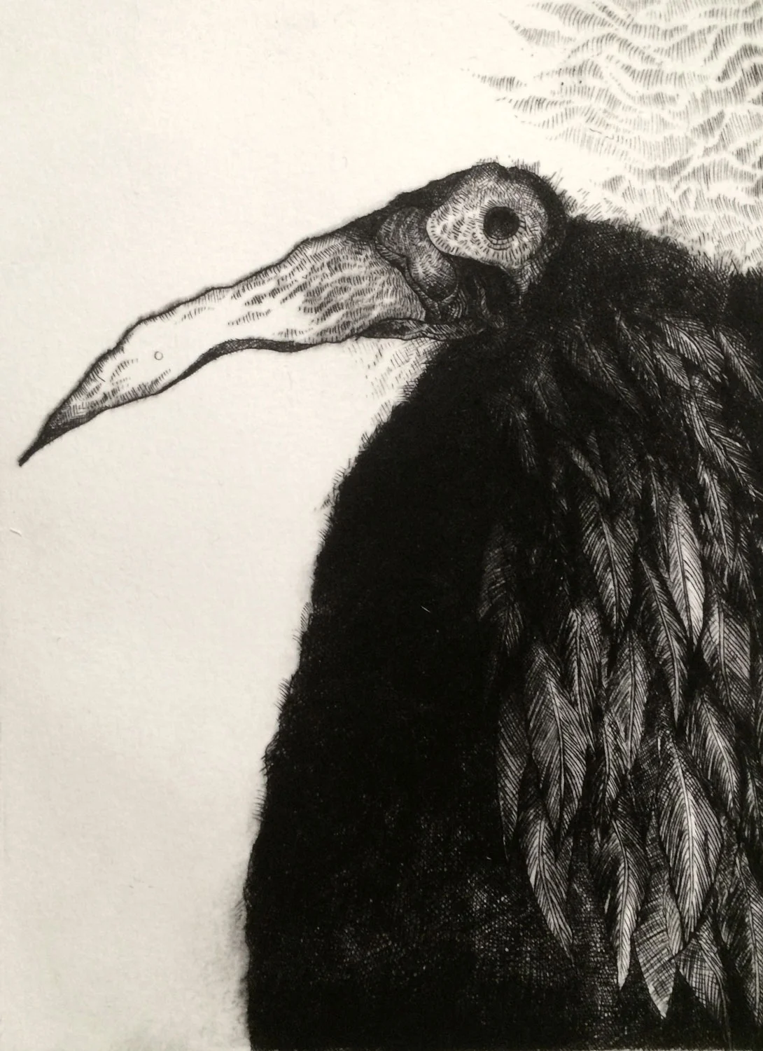 My Father as a Bird that Couldn't Fly Drypoint 16 x 18 (framed) $450 • SOLD