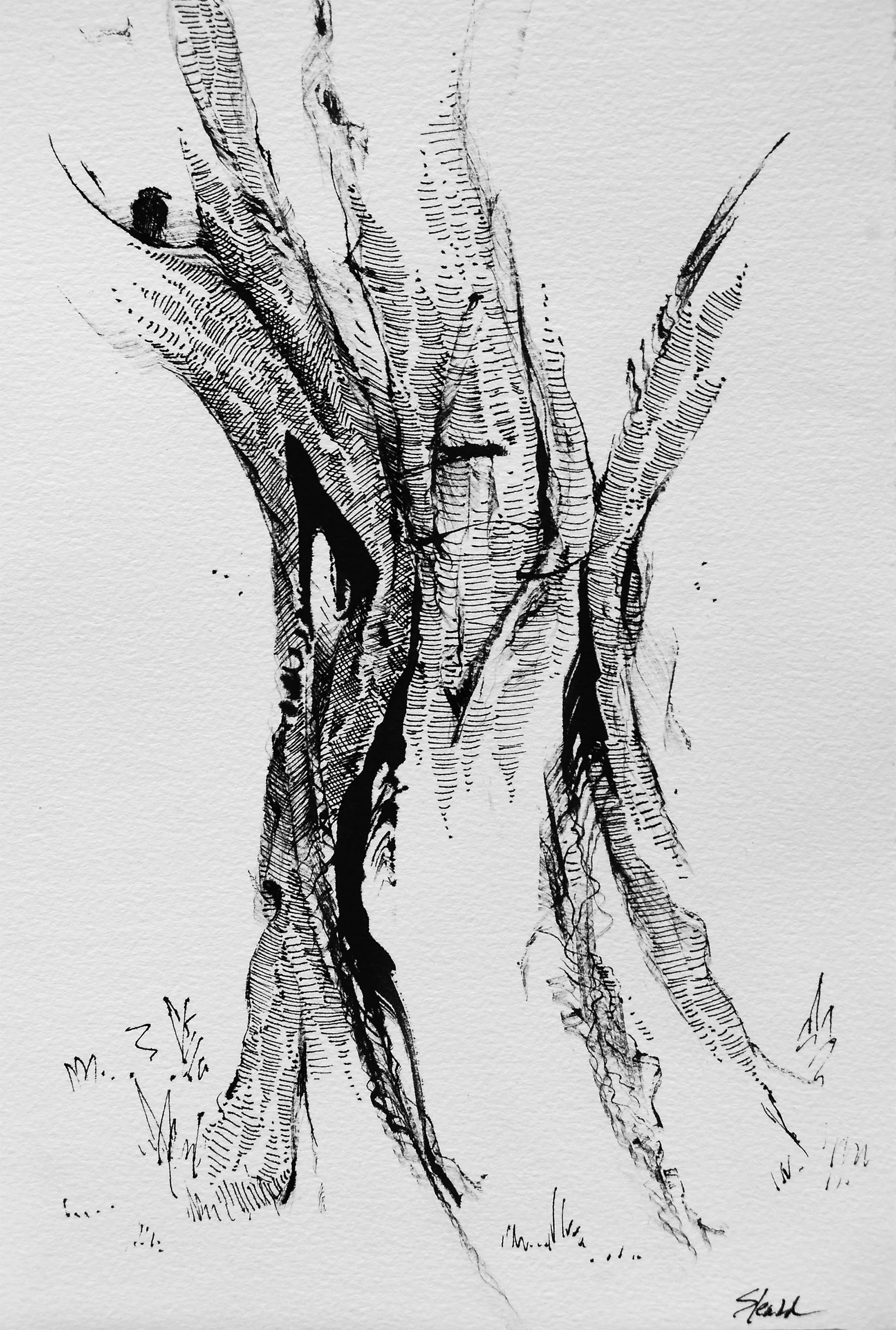 In our Woods by the Hinkson Creek I India ink applied with feather and pen 7.5 x 11 $ 750