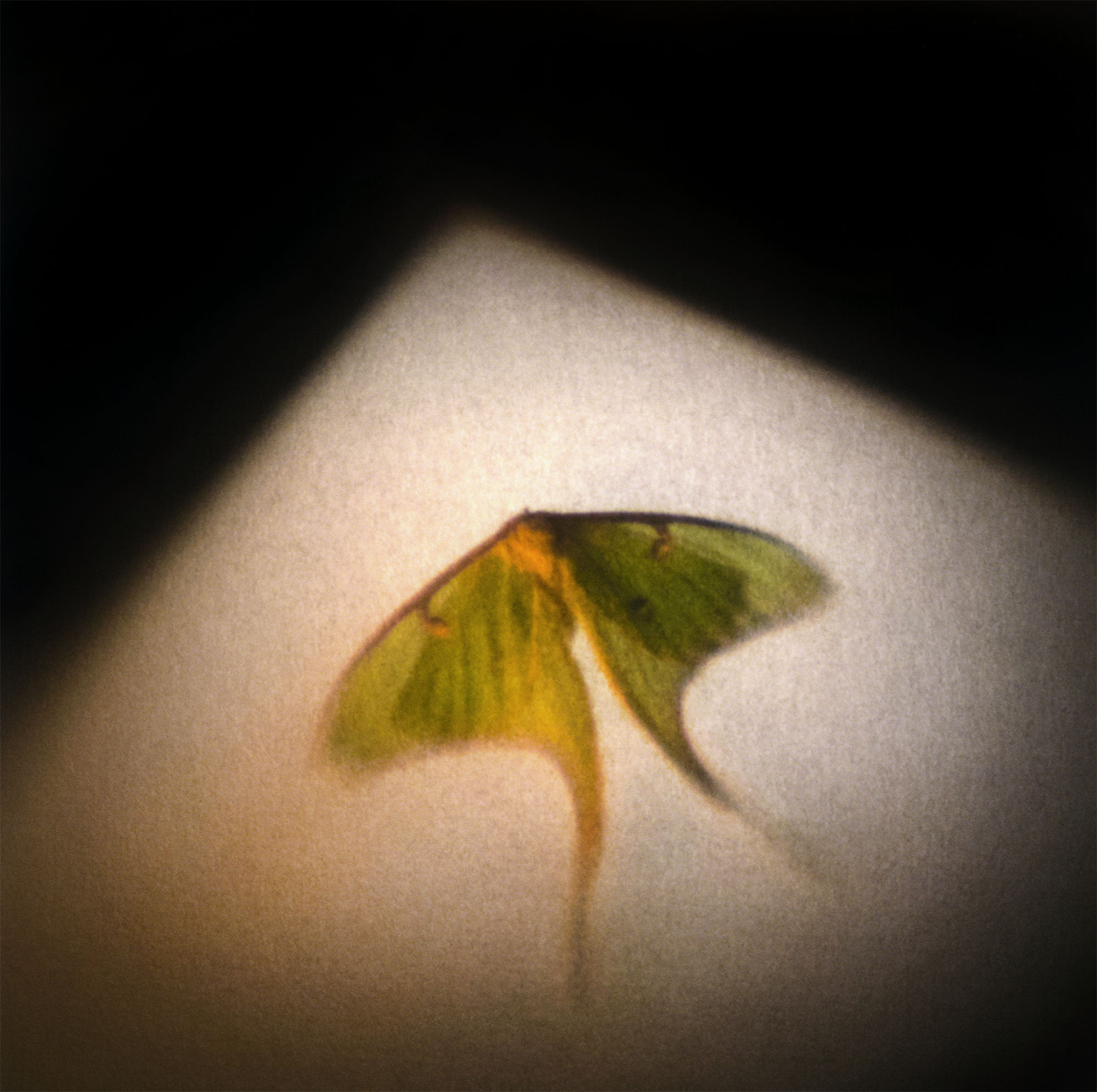 Scott McMahon Luna Archival inkjet print 20x20" $400